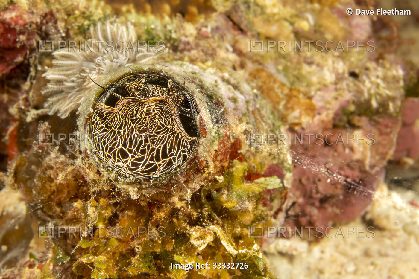 Close-up of a grand coral worm snail (Serpulorbis grandis); Philippines. The ...