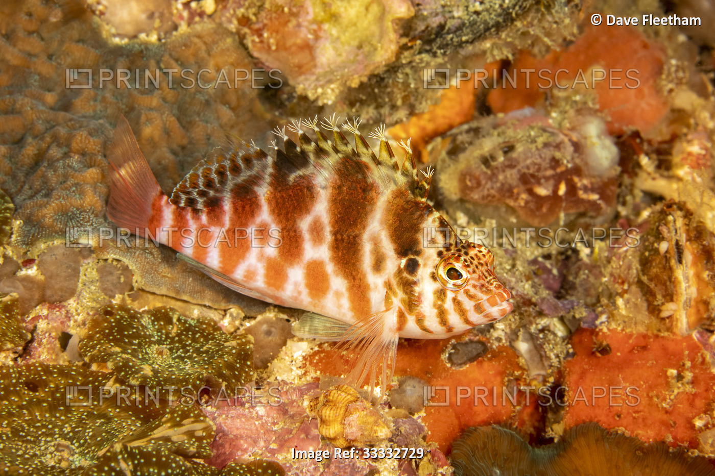The pixy hawkfish (Cirrhitichthys oxycephalus) is found in areas of rich coral ...