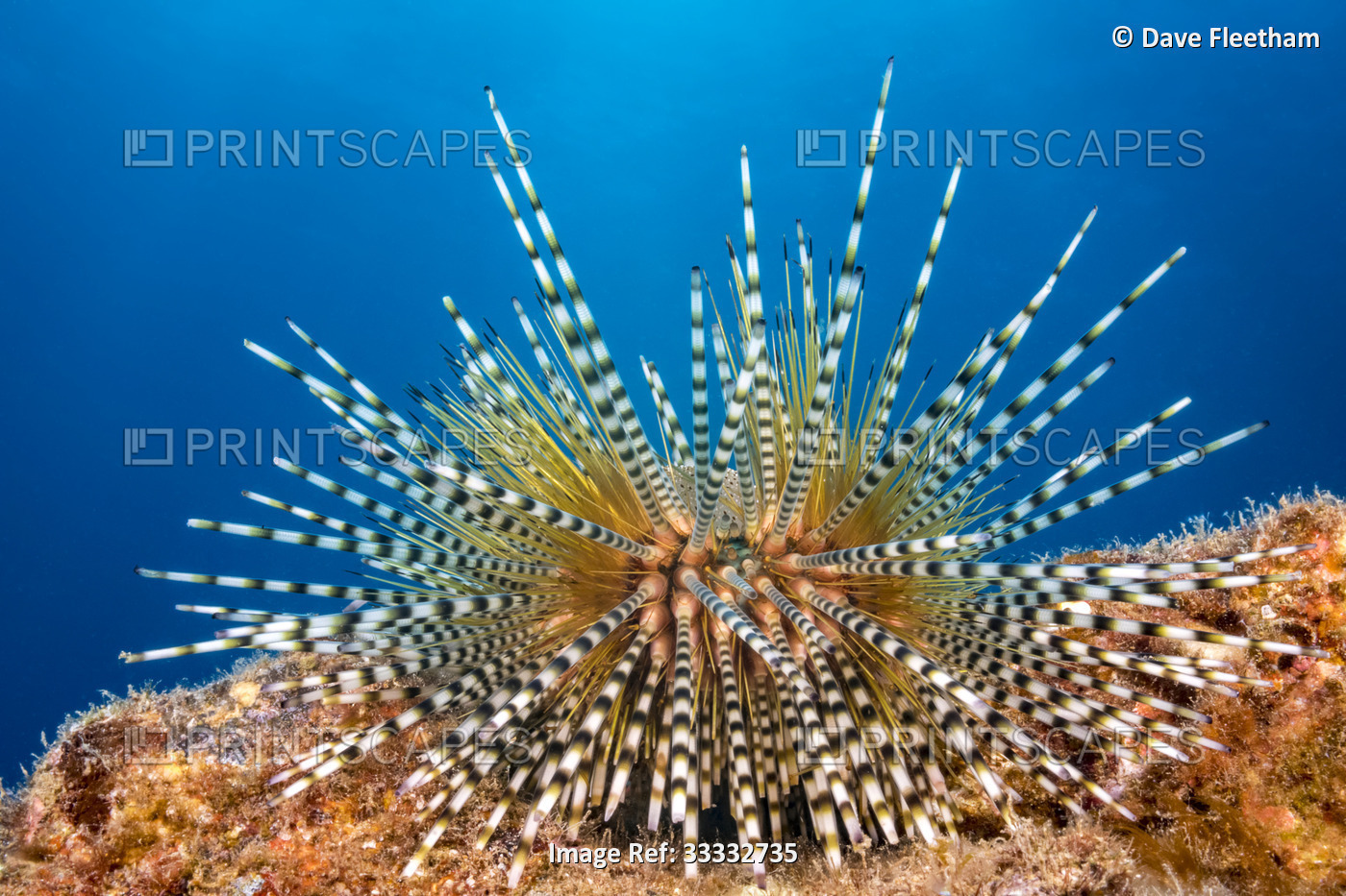 This is a young banded sea urchin (Echinothrix calamaris), still has its ...
