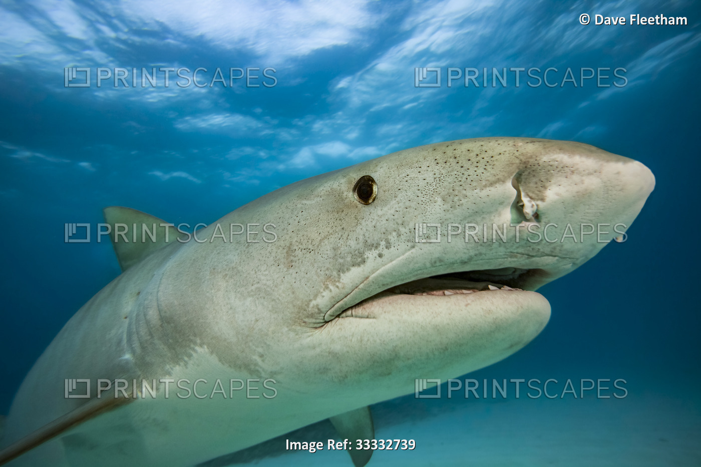 Close-up portrait of a tiger shark (Galeocerdo cuvier) swimming close to the ...