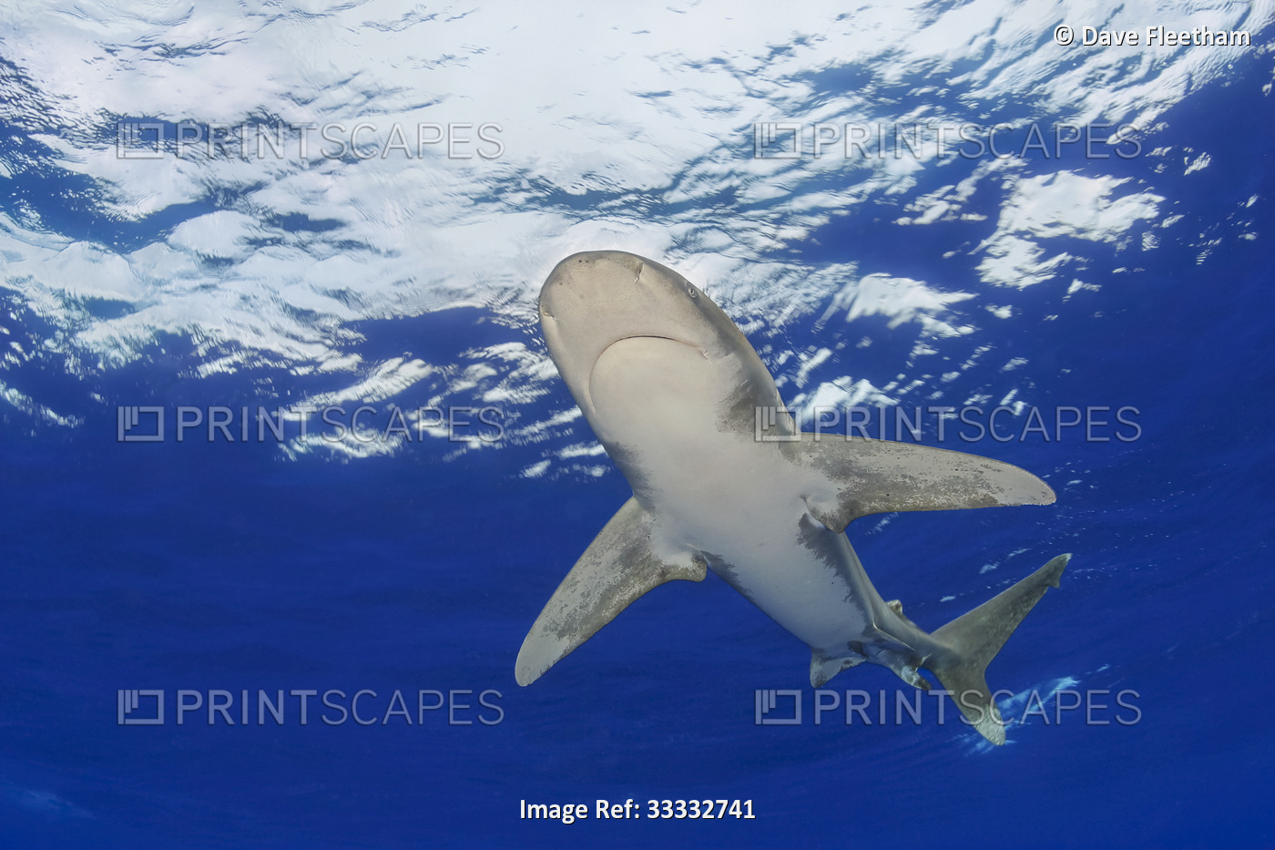 Female oceanic whitetip shark (Carcharhinus longimanus), several miles off the ...