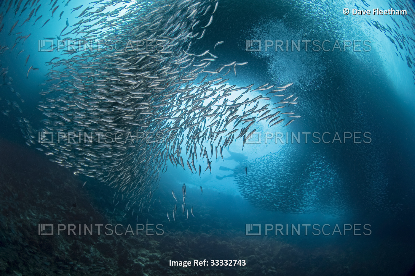 Divers and a massive school of millions of sardines in the tropical waters off ...