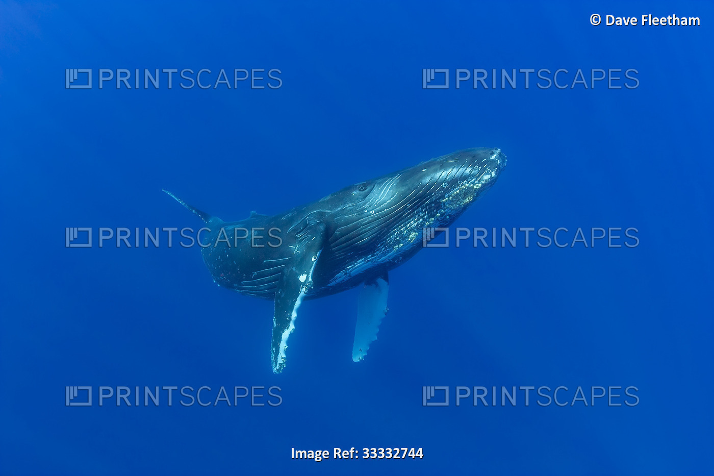Humpback whale (Megaptera novaeangliae) underwater; Hawaii, United States of ...