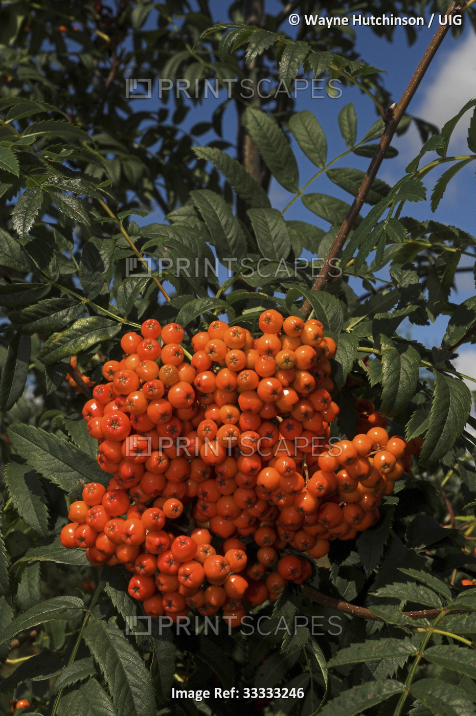 Cluster of ripe Mountain Ash berries ( Sorbus aucuparia )