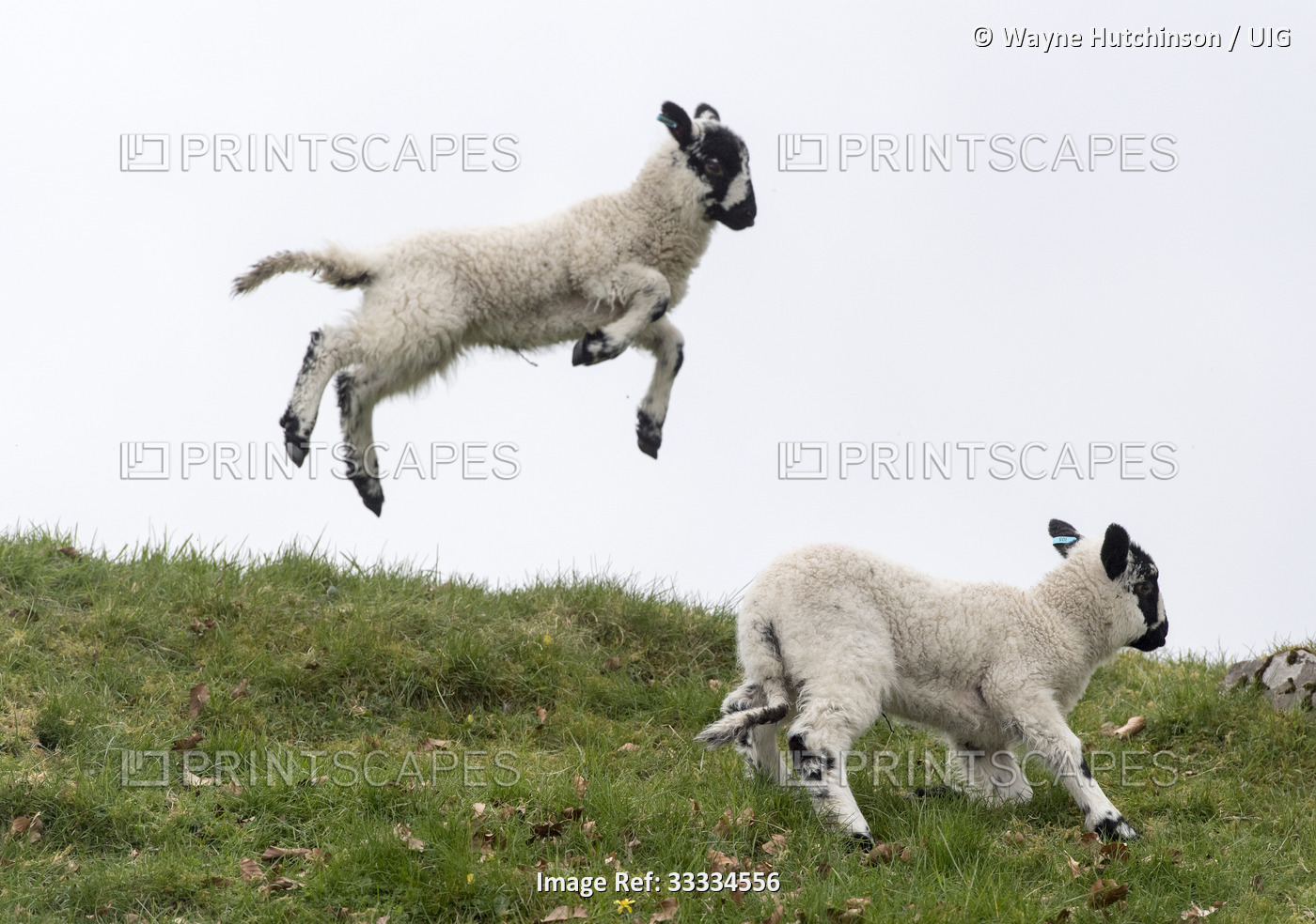 Young lambs playing in fields