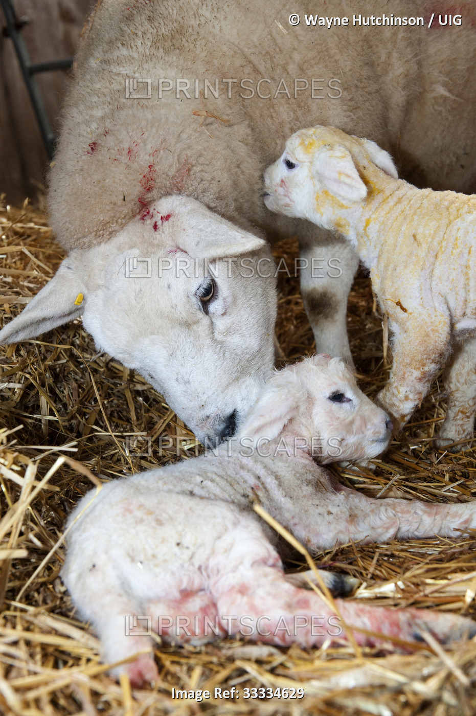 Texel ewe with newborn twin lambs.