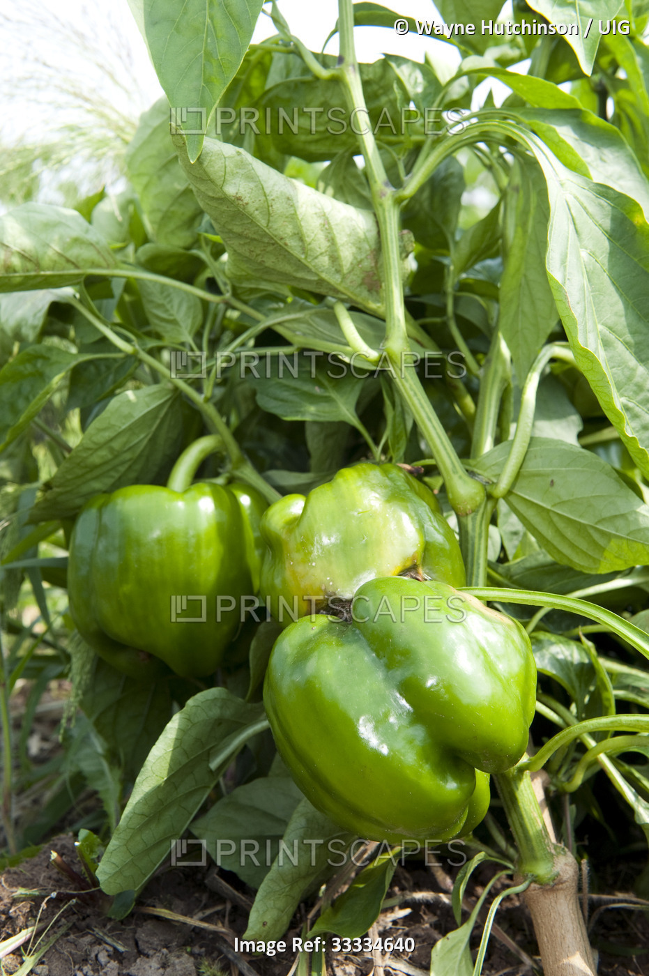 Green peppers growing in field, Pennsylvania, USA
