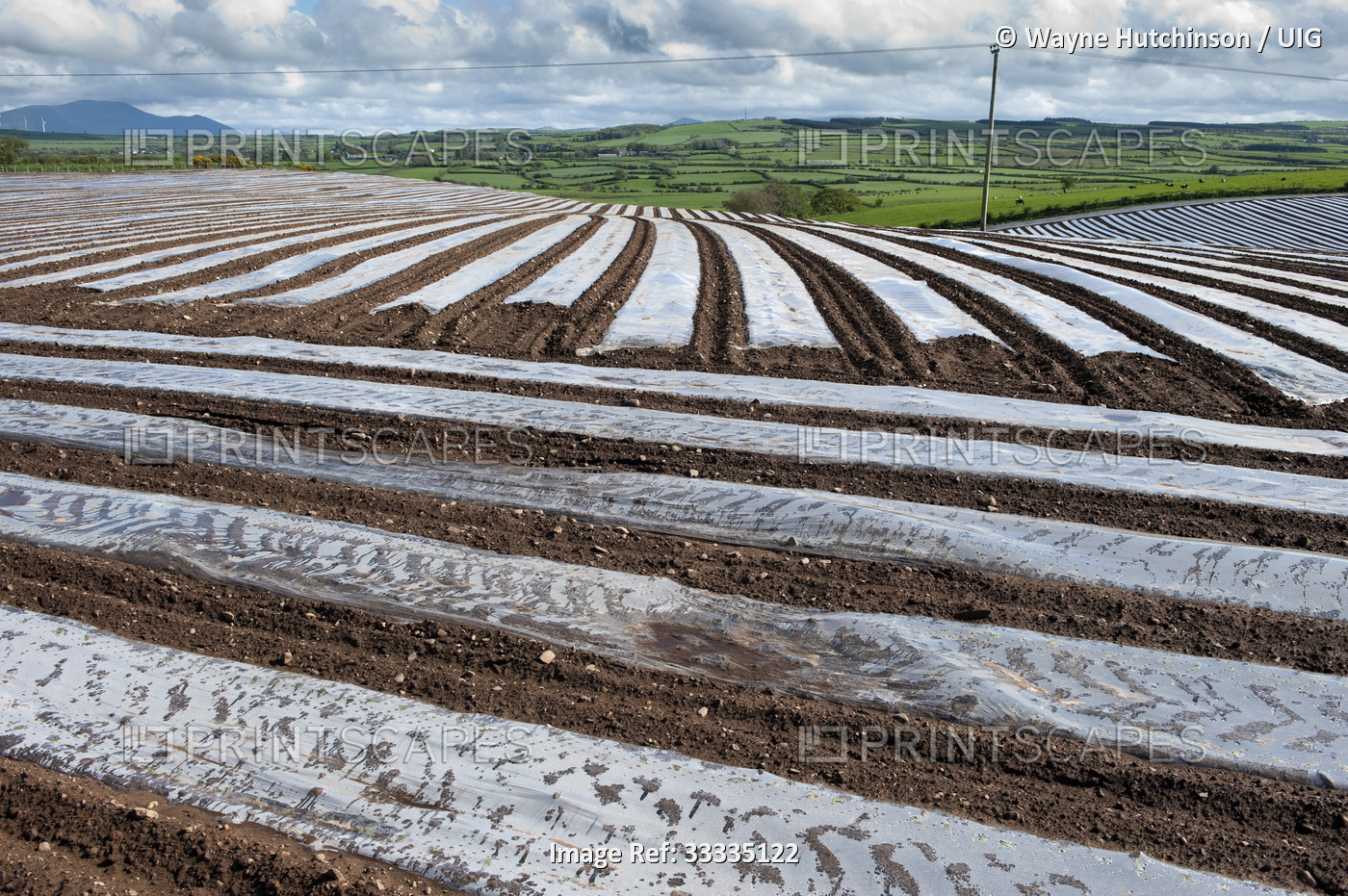 Field of newly sowed Maize covvered with bio-degradable plastic protective ...