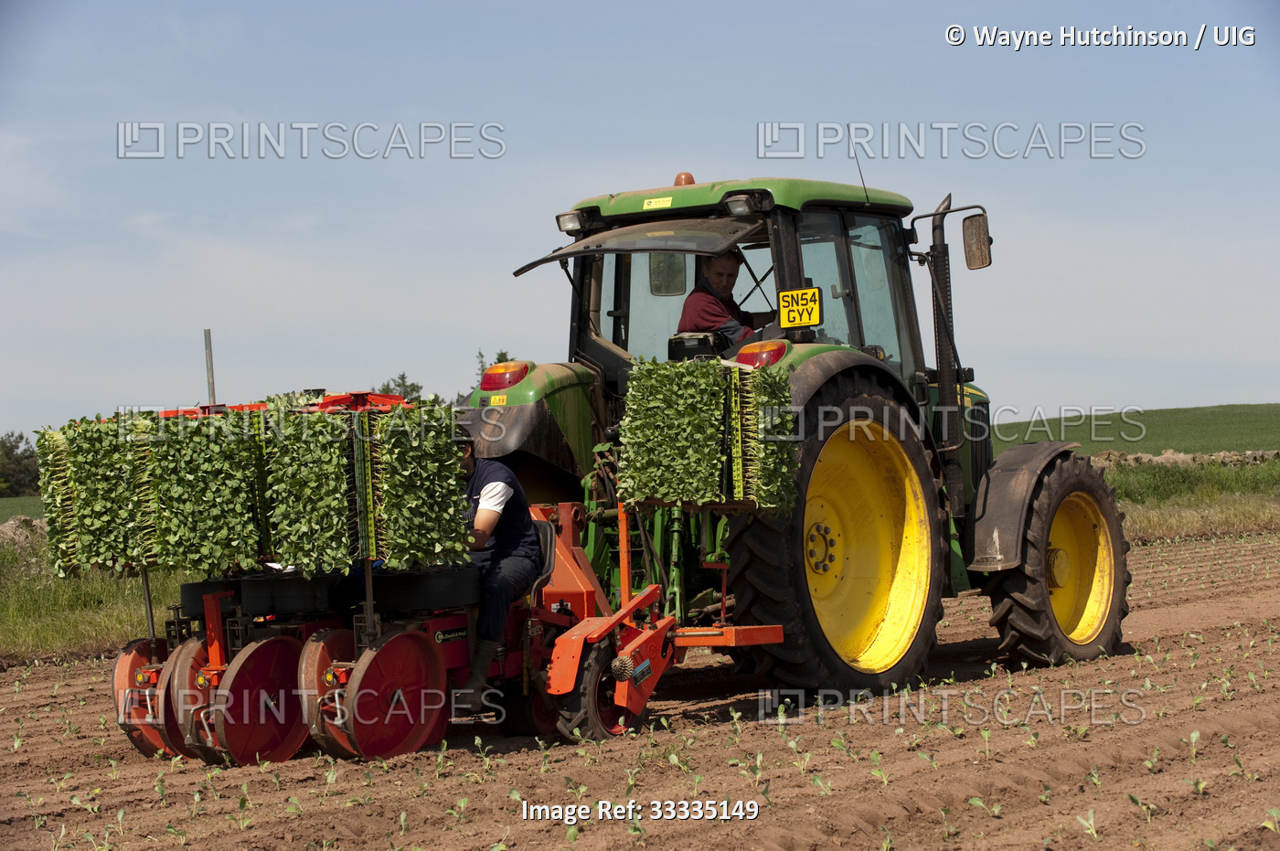 Workers planting Broccoli seedlings from a tractor mounted planter. Kelso - ...
