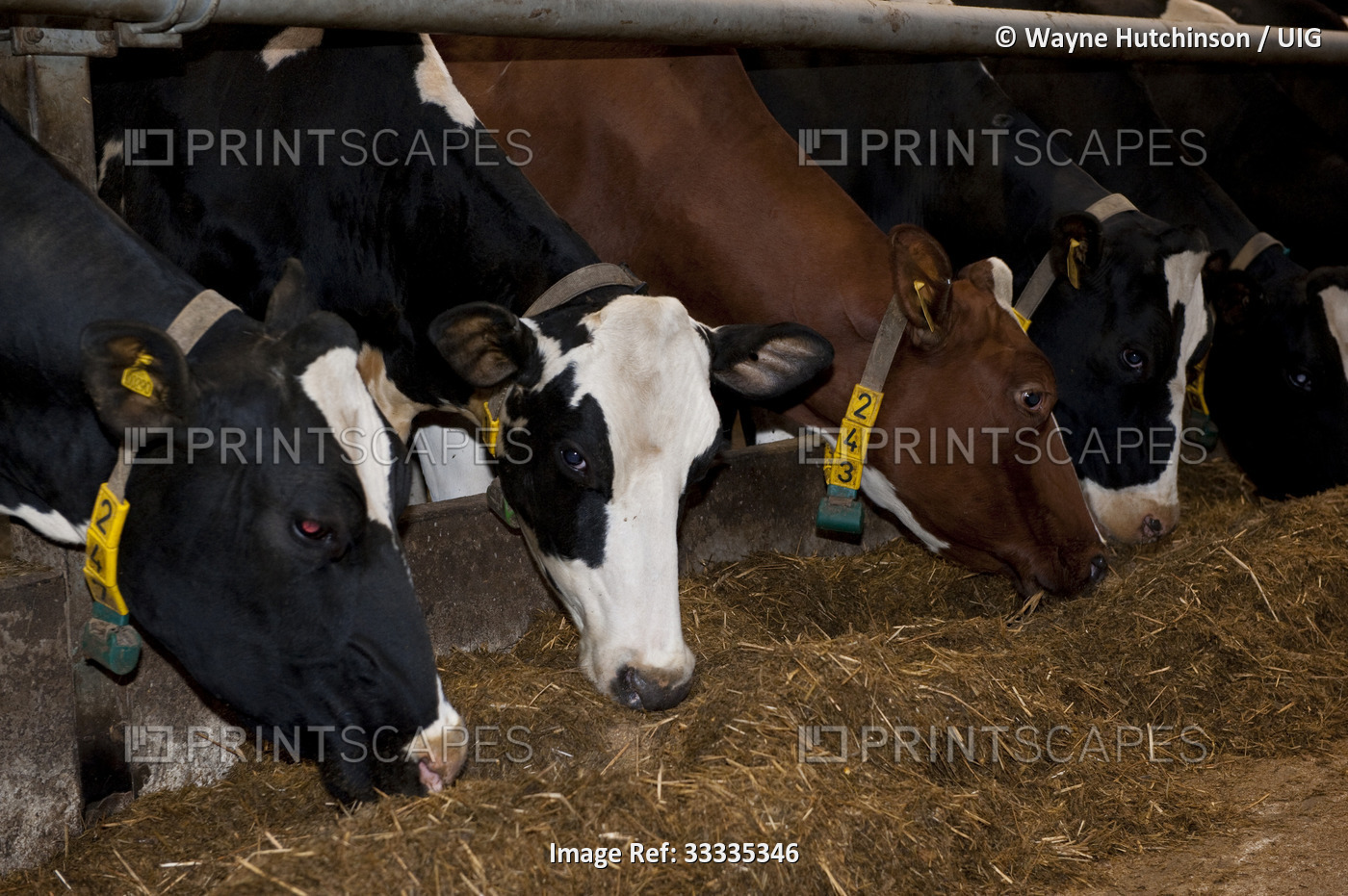 Dairy Cattle eating in feed passage.