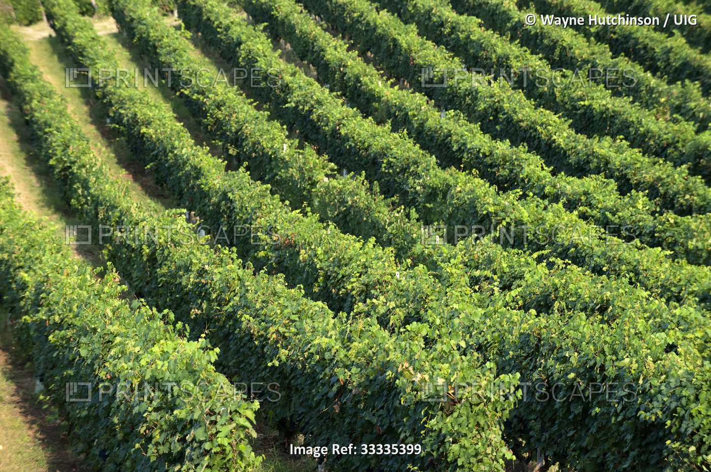 Italian vineyards and grapes near Piacenza