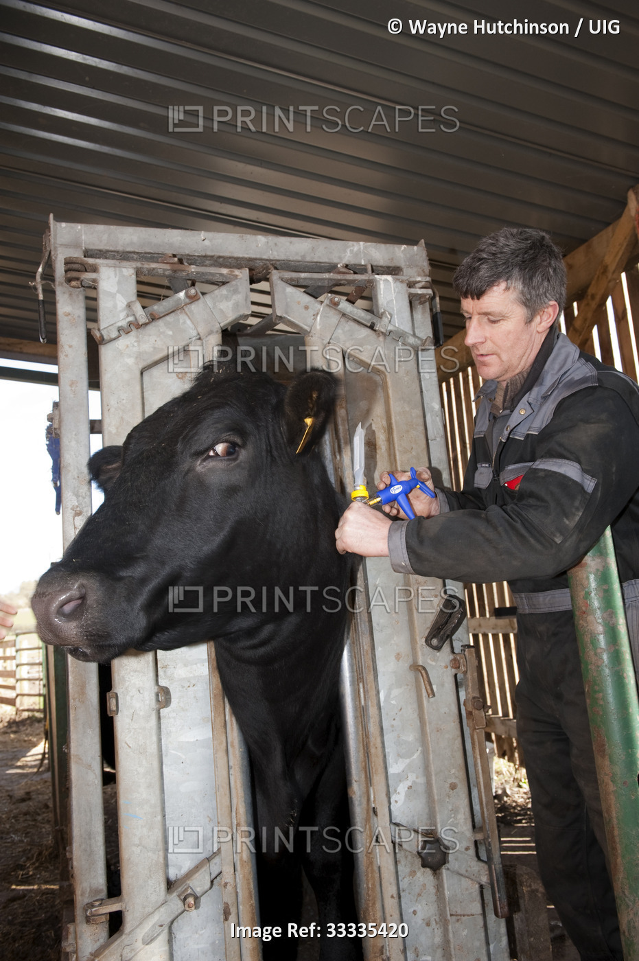 Farmer vaccinating a cow with vaccine against leptospira, a bactirial disease ...