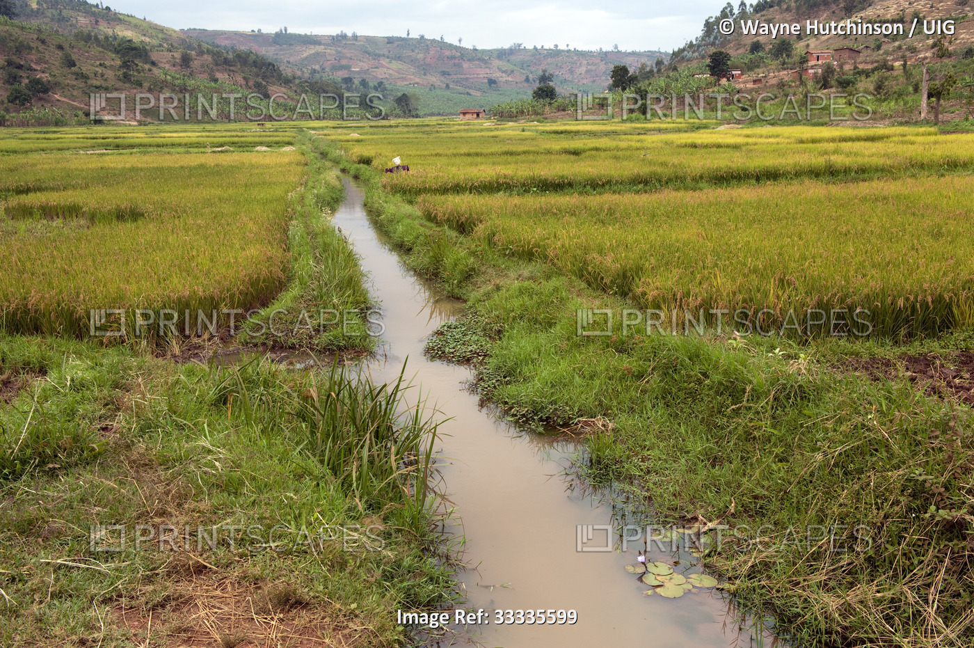 Irrigation ditch alongside rice field, Rwanda