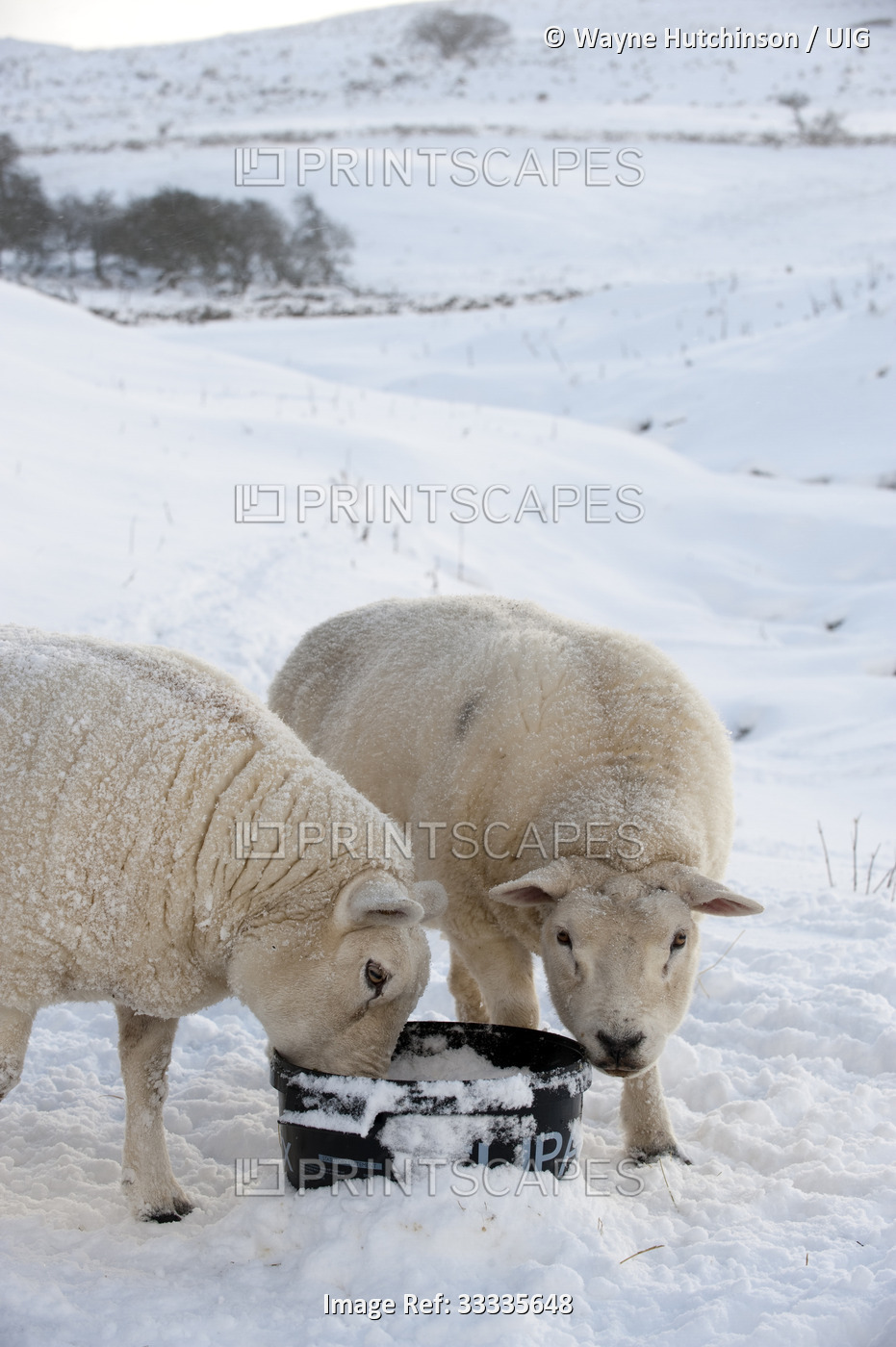 Texel sheep eating organic feed block in snow. Cumbria.
