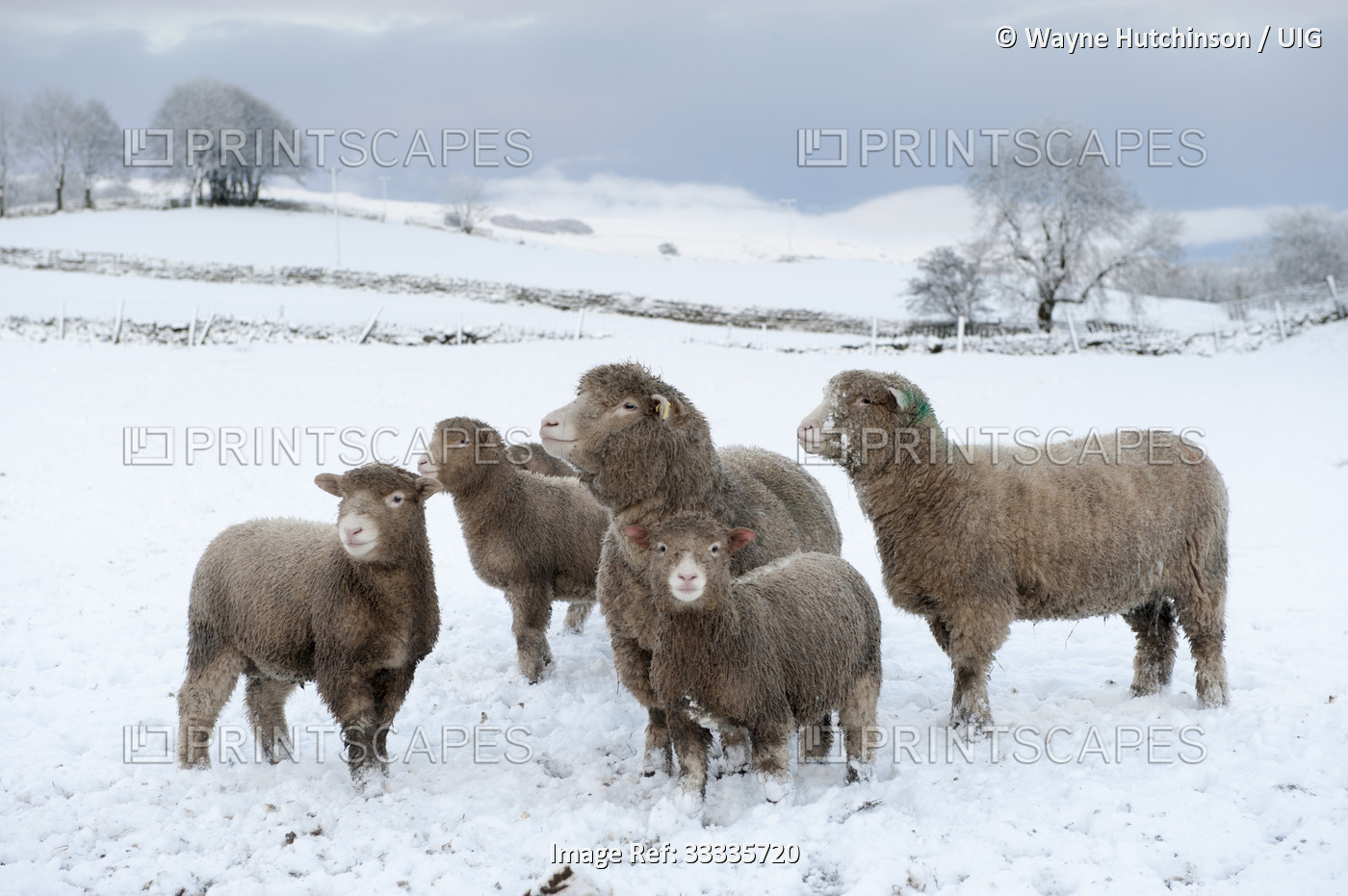 Poll Dorset sheep and their lambs braving the winter conditions, Wensleydale, UK