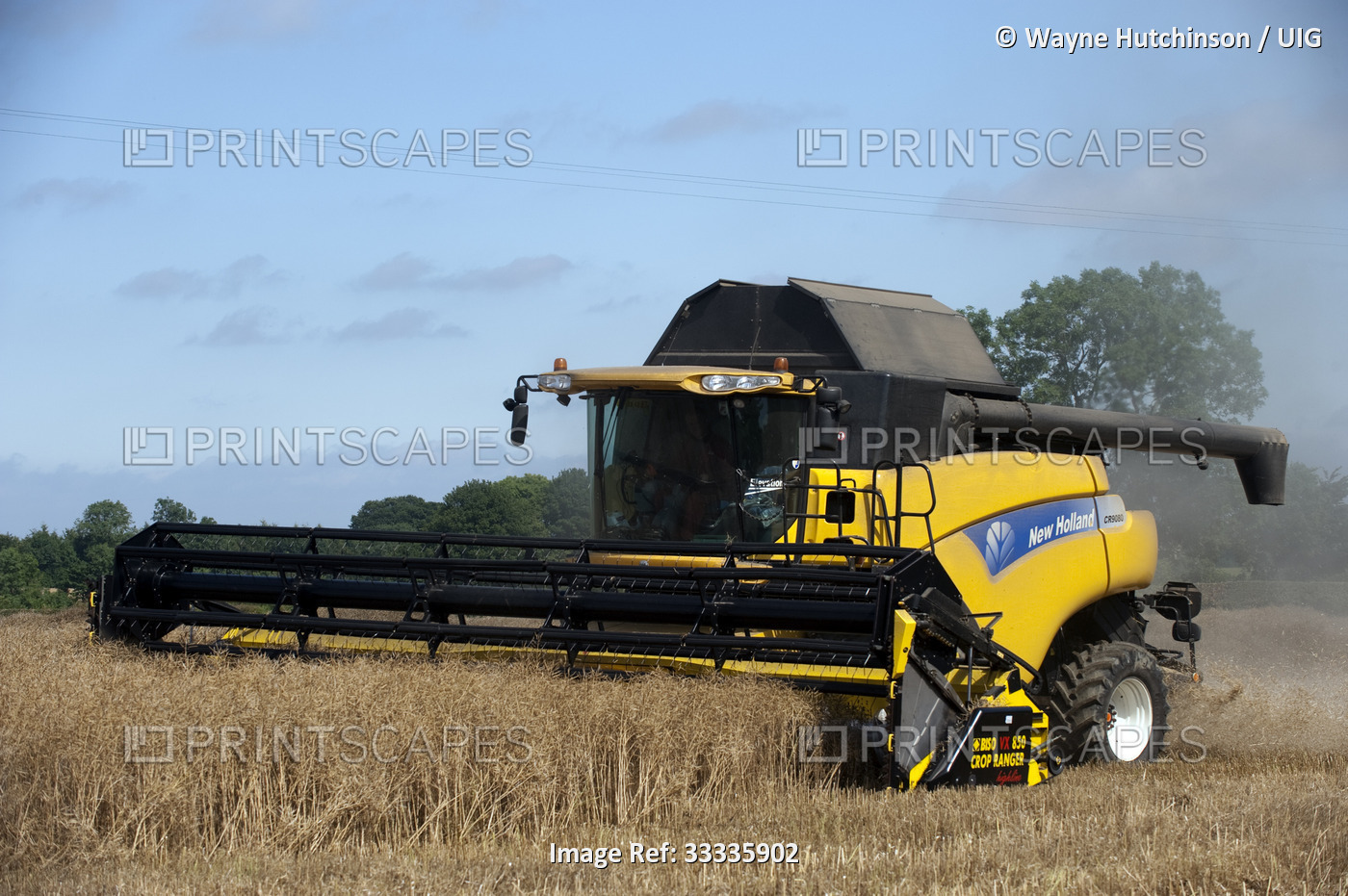 New Holland combine harvesting Oilseed Rape or Canola crop.