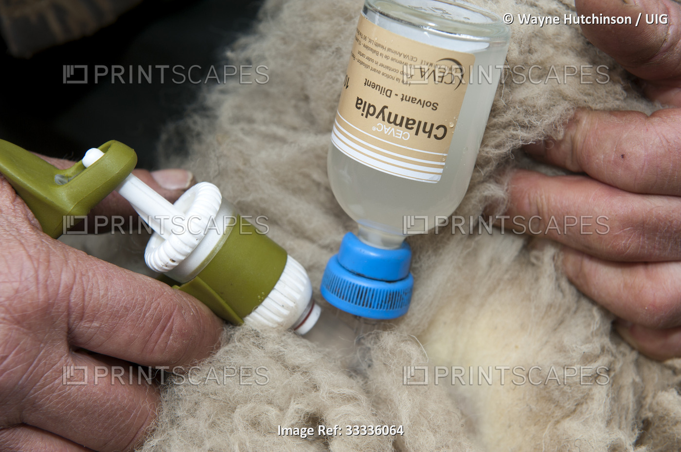 Farmer injecting sheep with Enzootic Abortion vaccine using automatic syringe.