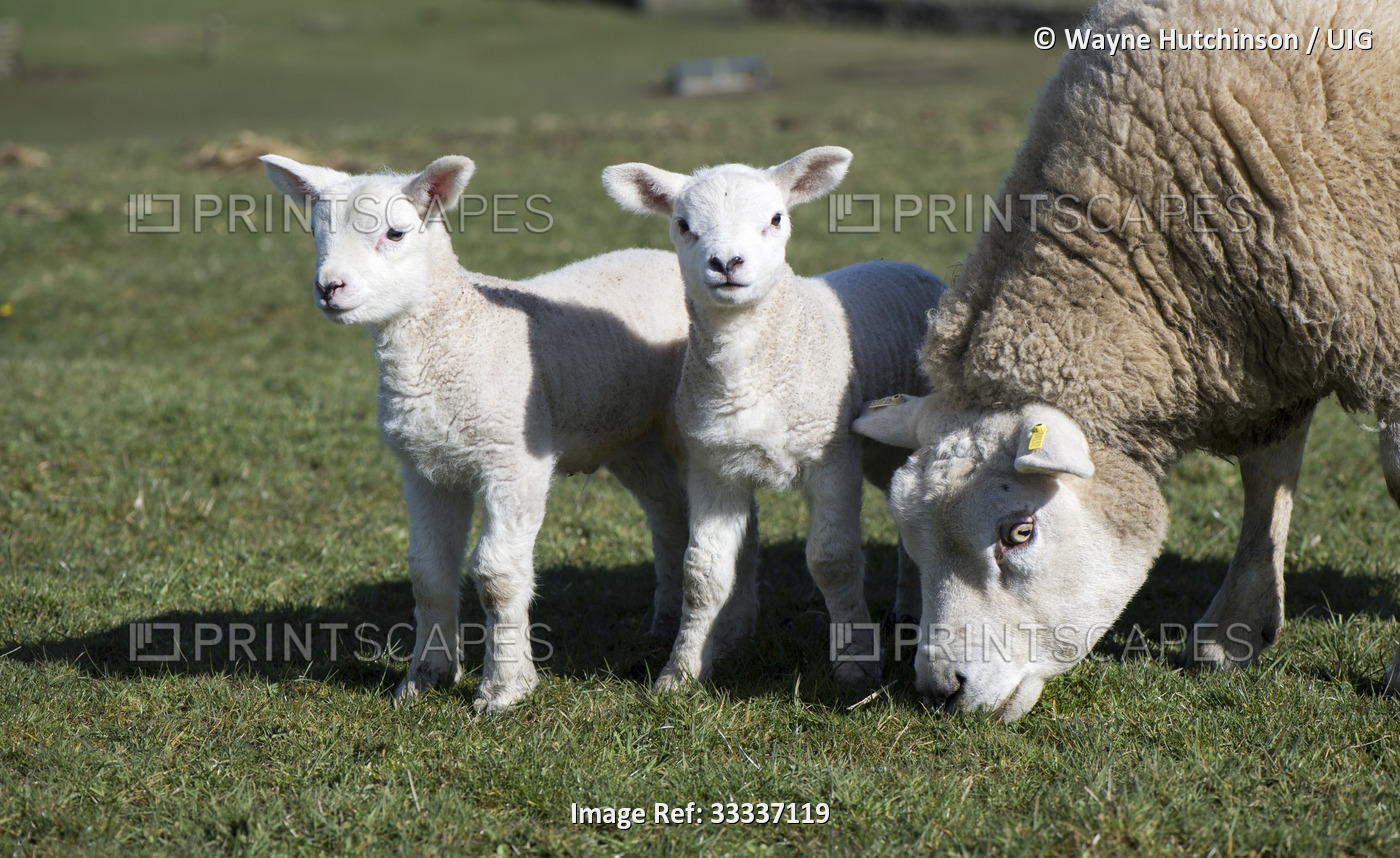 Texel ewe with lambs in a pasture
