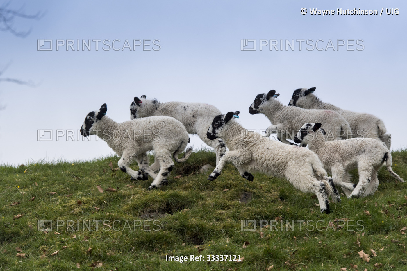 Young lambs playing in fields