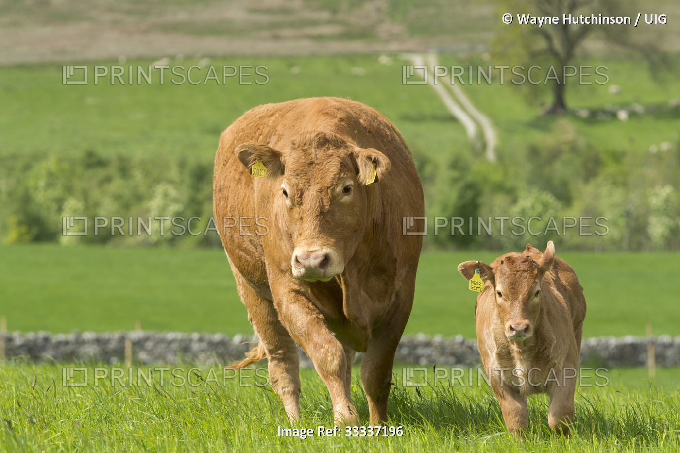 Limousin cows and calves in lush pasture
