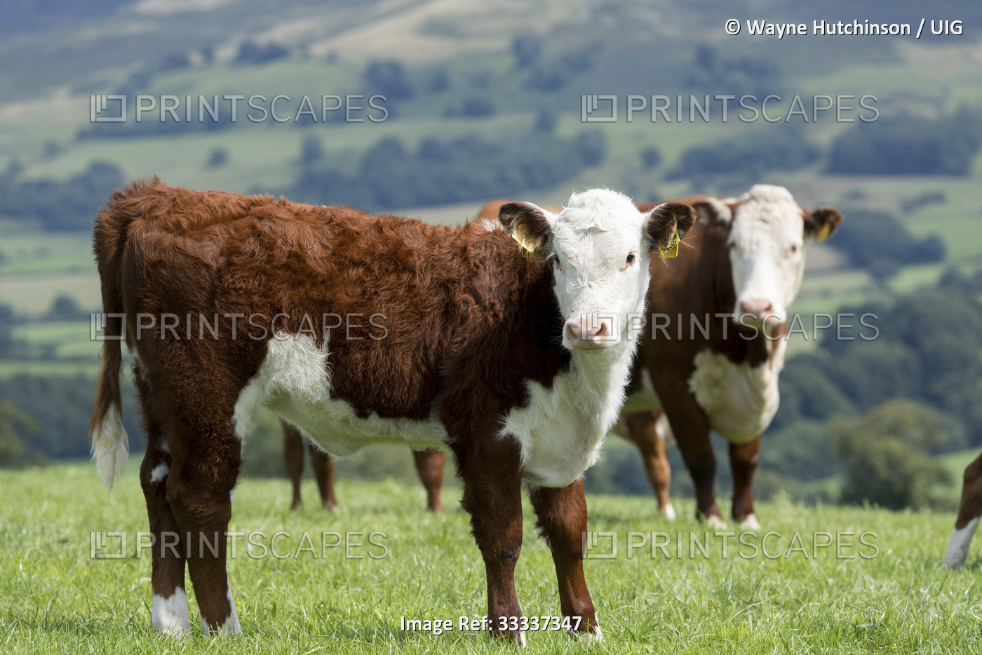 Pedigree hereford beef calves in upland pasture