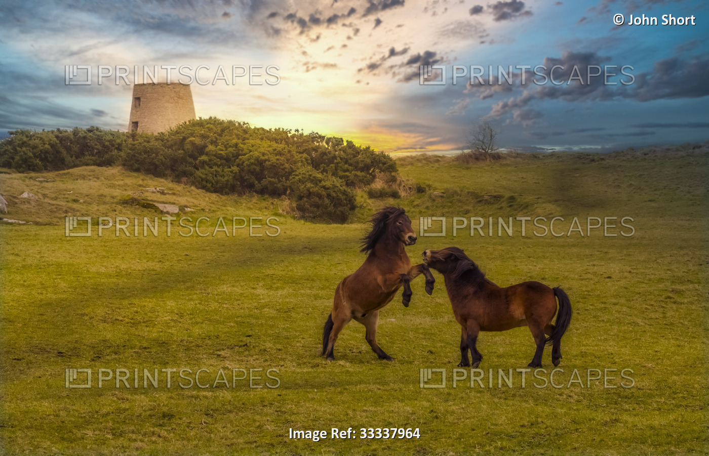 Exmoor ponies (Equus ferus caballus) playing in a field in the Cleadon Hills ...