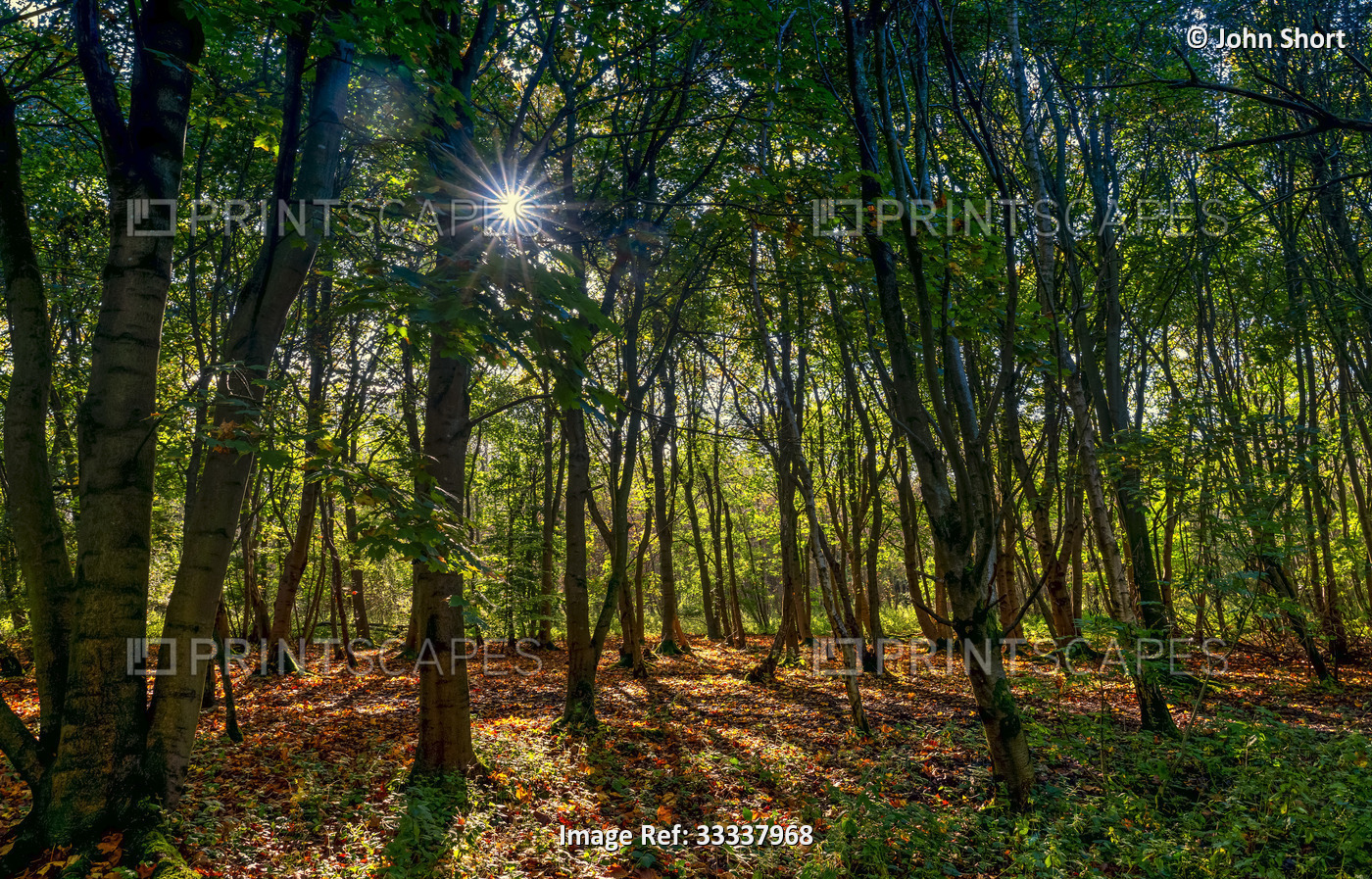 Sunlit, deciduous trees in forest in autumn; Richmond, North Yorkshire, ...