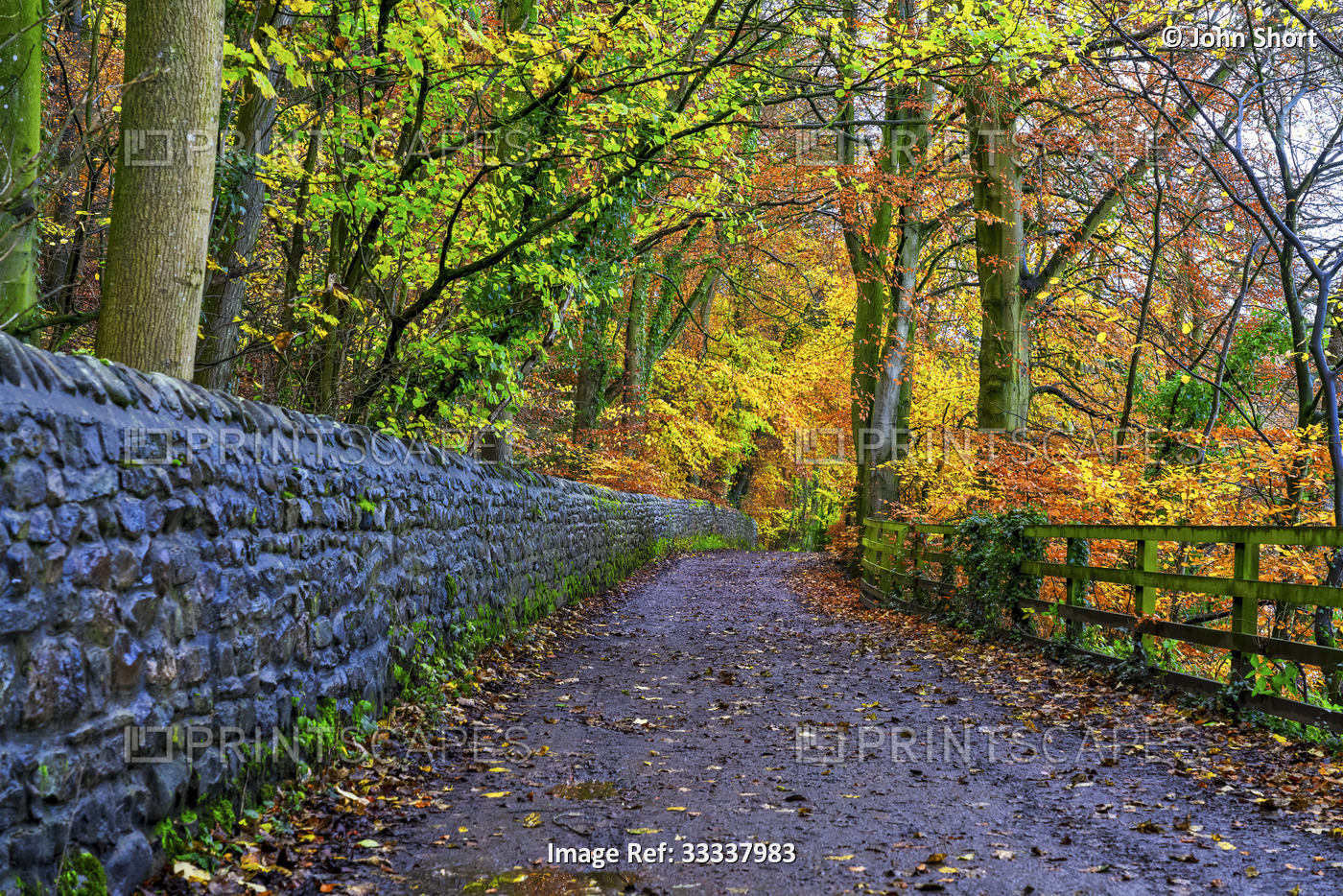 Wet lane in the countryside in autumn with vibrant coloured foliage on the ...