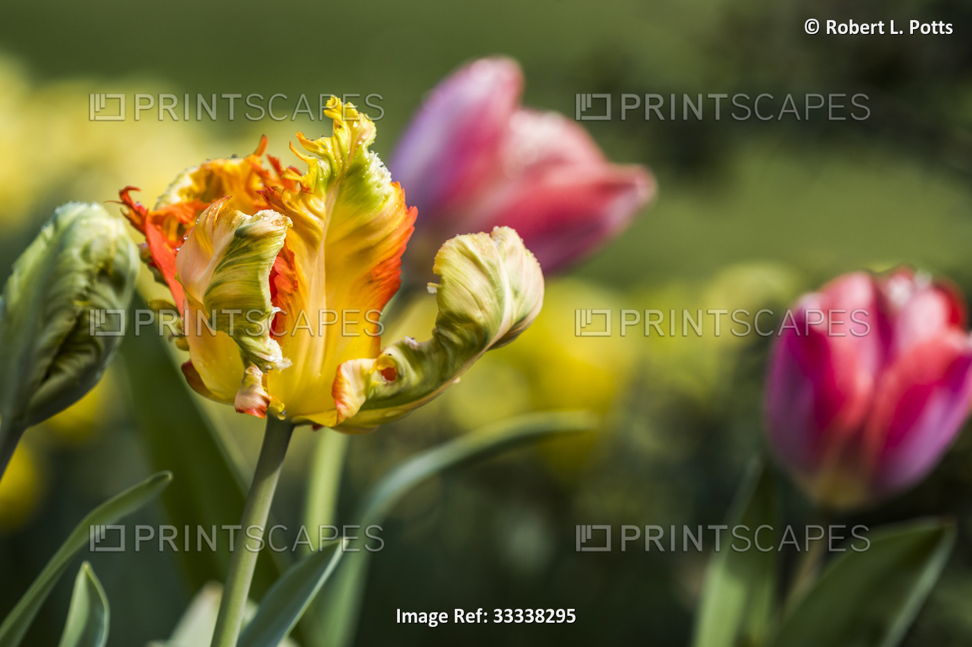 Tulips bloom in an Oregon flowerbed; Astoria, Oregon, United States of America