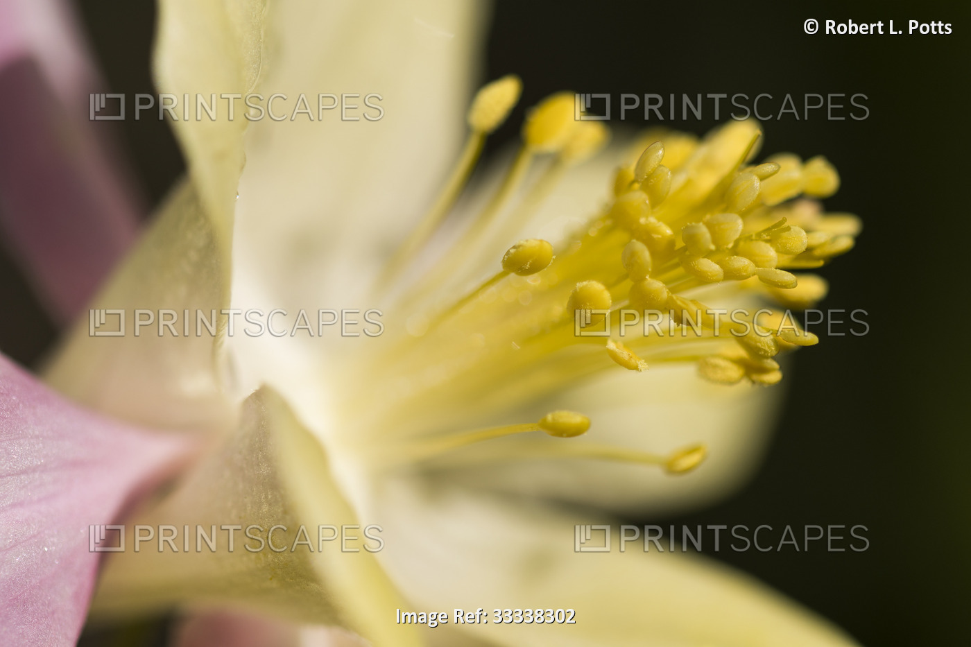 Close-up of a McKanna's Giant Columbine (Aquilegia Mckana) showing the anthers ...