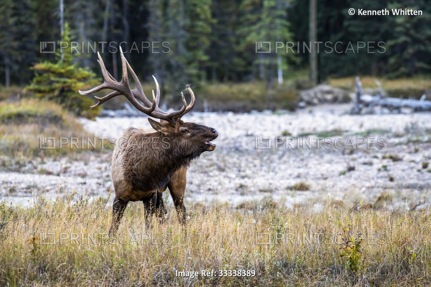 Majestic Bull Elk (Cervus canadensis) bugling during the fall rut beside ...