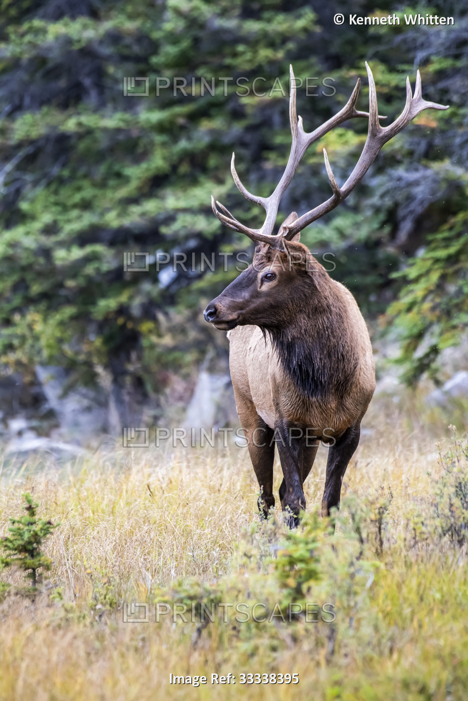 Bull Elk (Cervus canadensis) during the fall rut in Jasper National Park; ...