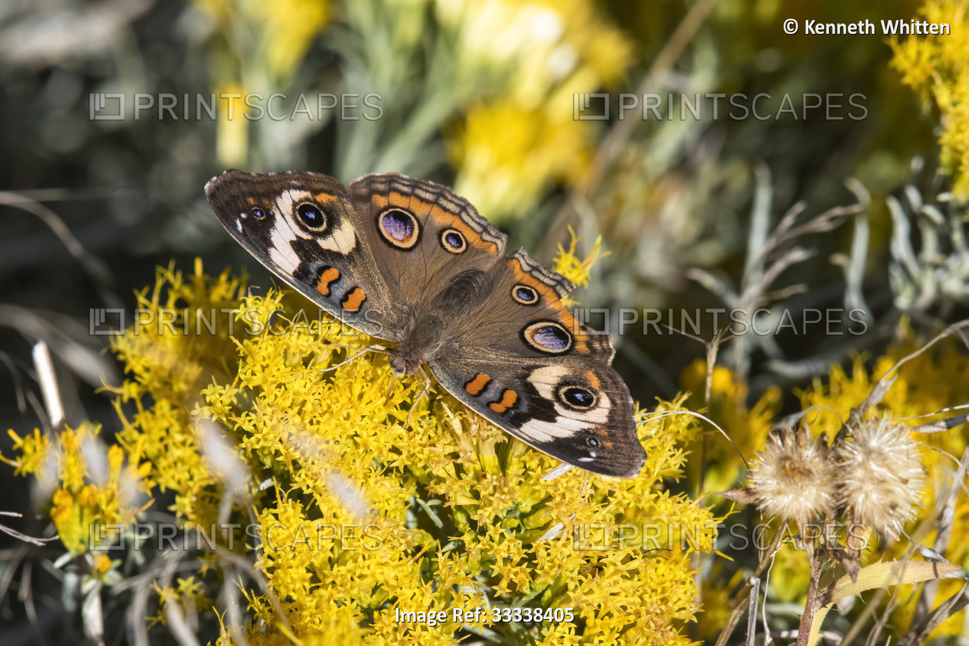 Common Buckeye Butterfly (Junonia coenia) on the blossoms of a Yellow ...