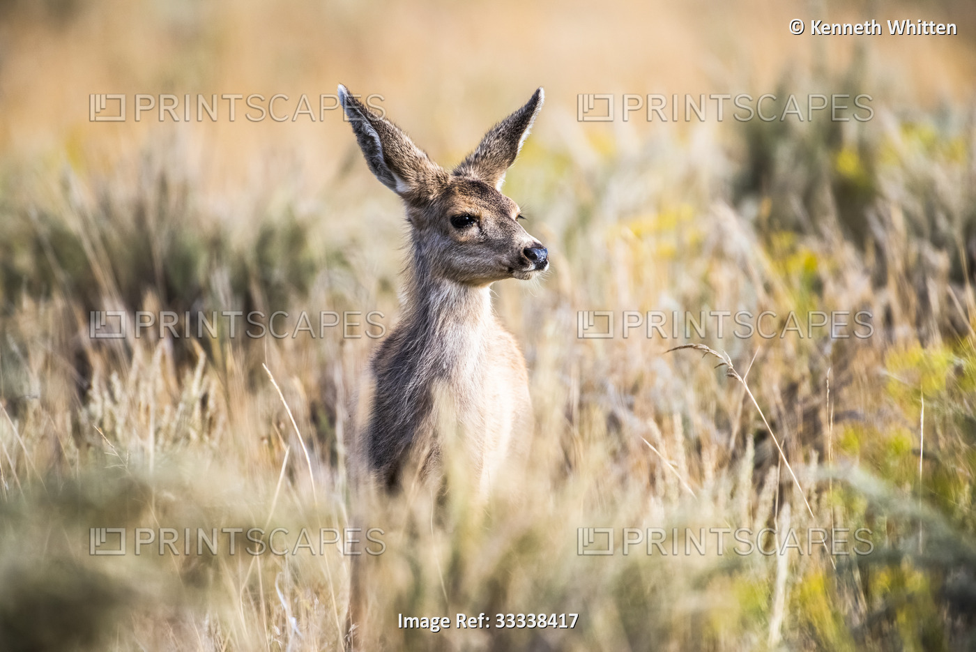 Young Mule Deer (Odocoileus hemionis) during the fall in Rocky Mountain Arsenal ...