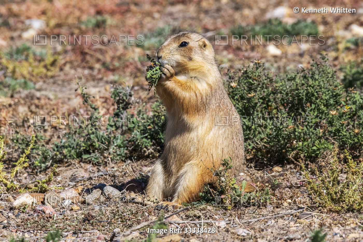 Black-tailed Prairie Dog (Cynomys ludovicianus) feeding on green leaves while ...
