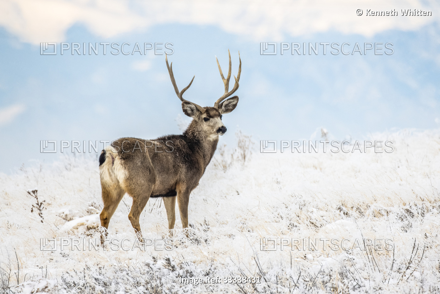 Mule Deer buck (Odocoileus hemionis) on a snowy hillside in the Rocky Mountain ...