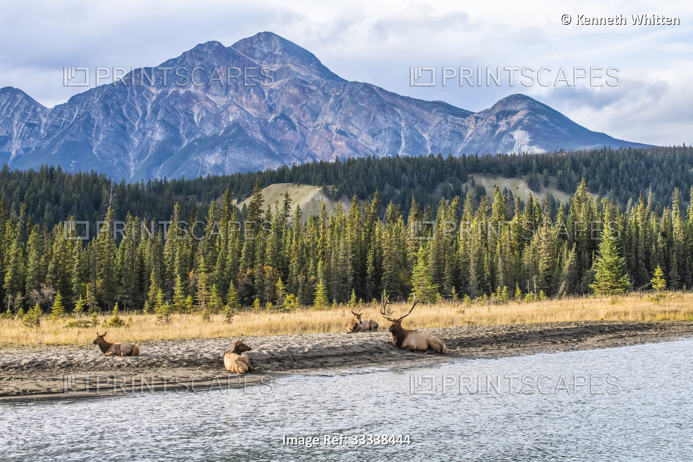 A group of Elk (Cervus canadensis) lying on the banks of the Athabasca River ...