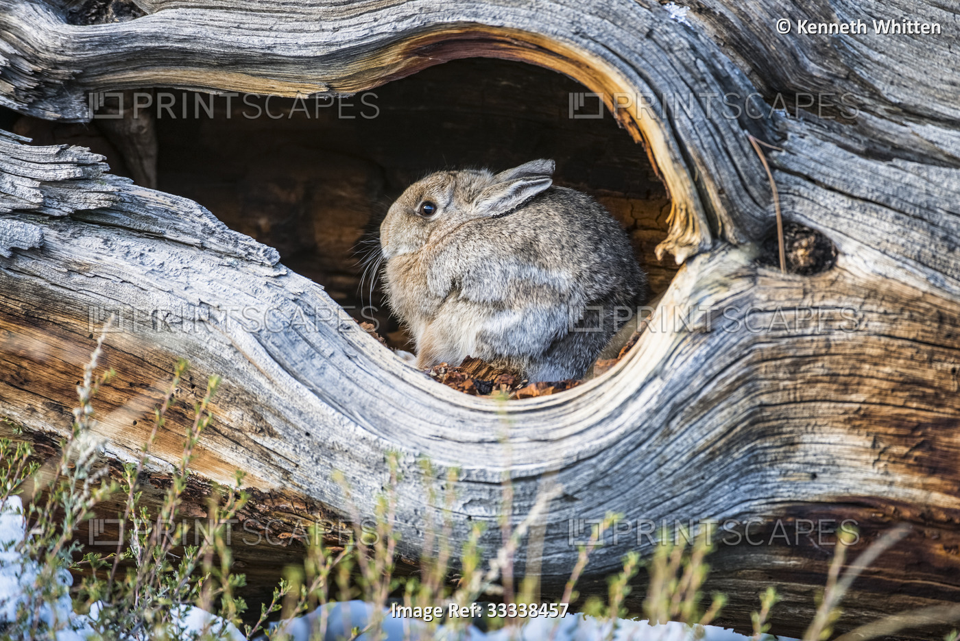 Mountain Cottontail Rabbit (Sylvilagus nuttallii) hiding in a hollow log in ...