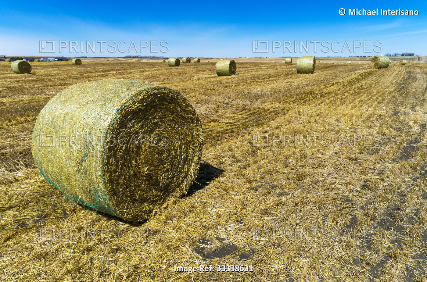 High angle view of round hay bales in a stubble field with blue sky; Alberta, ...