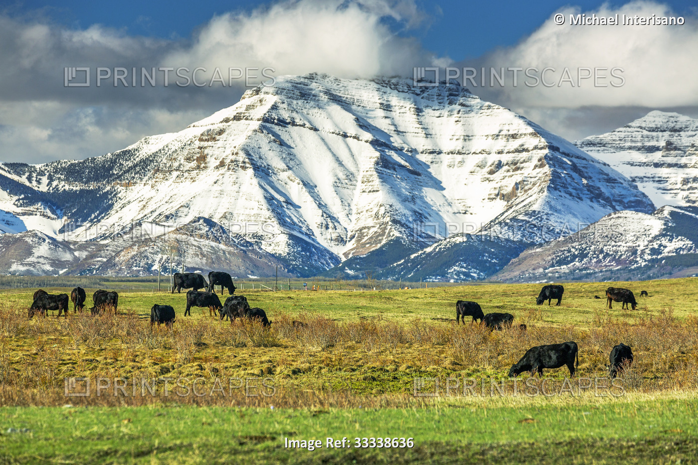 Cattle grazing in a rolling field with snow-covered mountain range in the ...