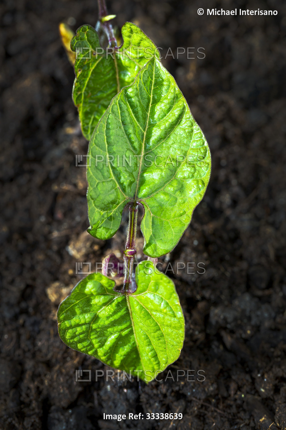 Close up of a bean seedling in soil; Calgary, Alberta, Canada