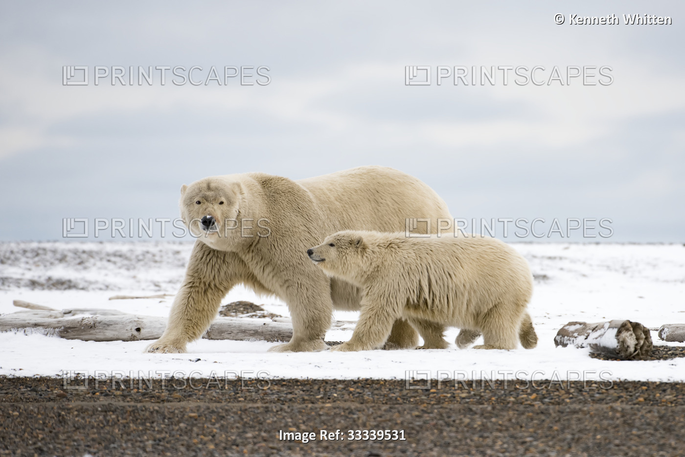 Mother Polar Bear (Ursus maritimus) with cub faces the camera while walking on ...