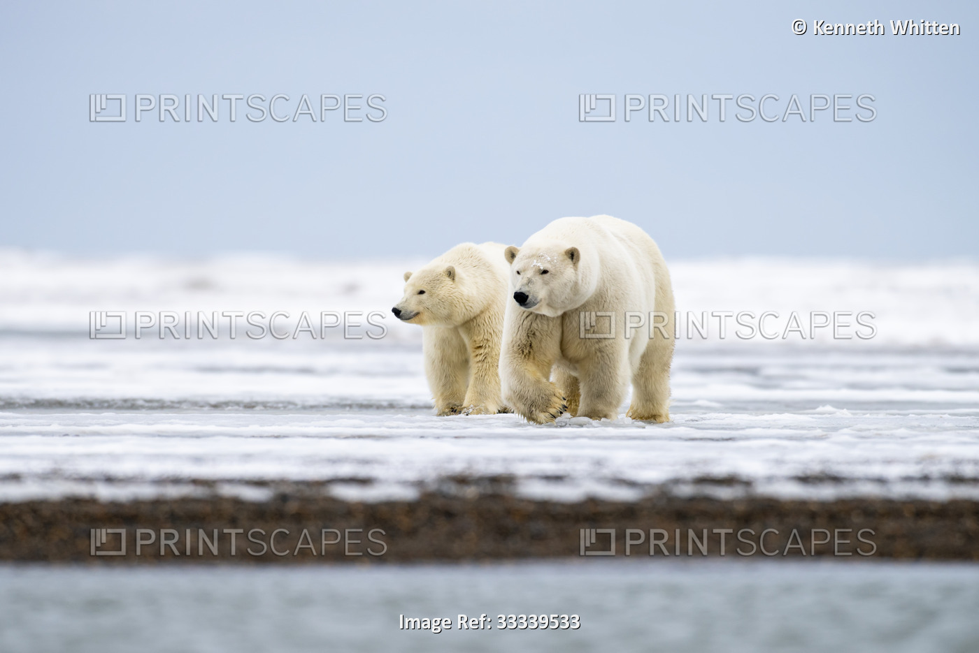 Mother Polar Bear (Ursus maritimus) with nearly grown cub on the frozen ...