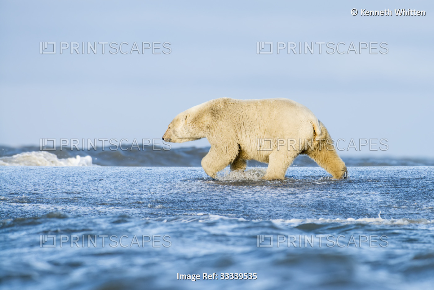 Polar Bear (Ursus maritimus) splashes through water breaking over the beach of ...