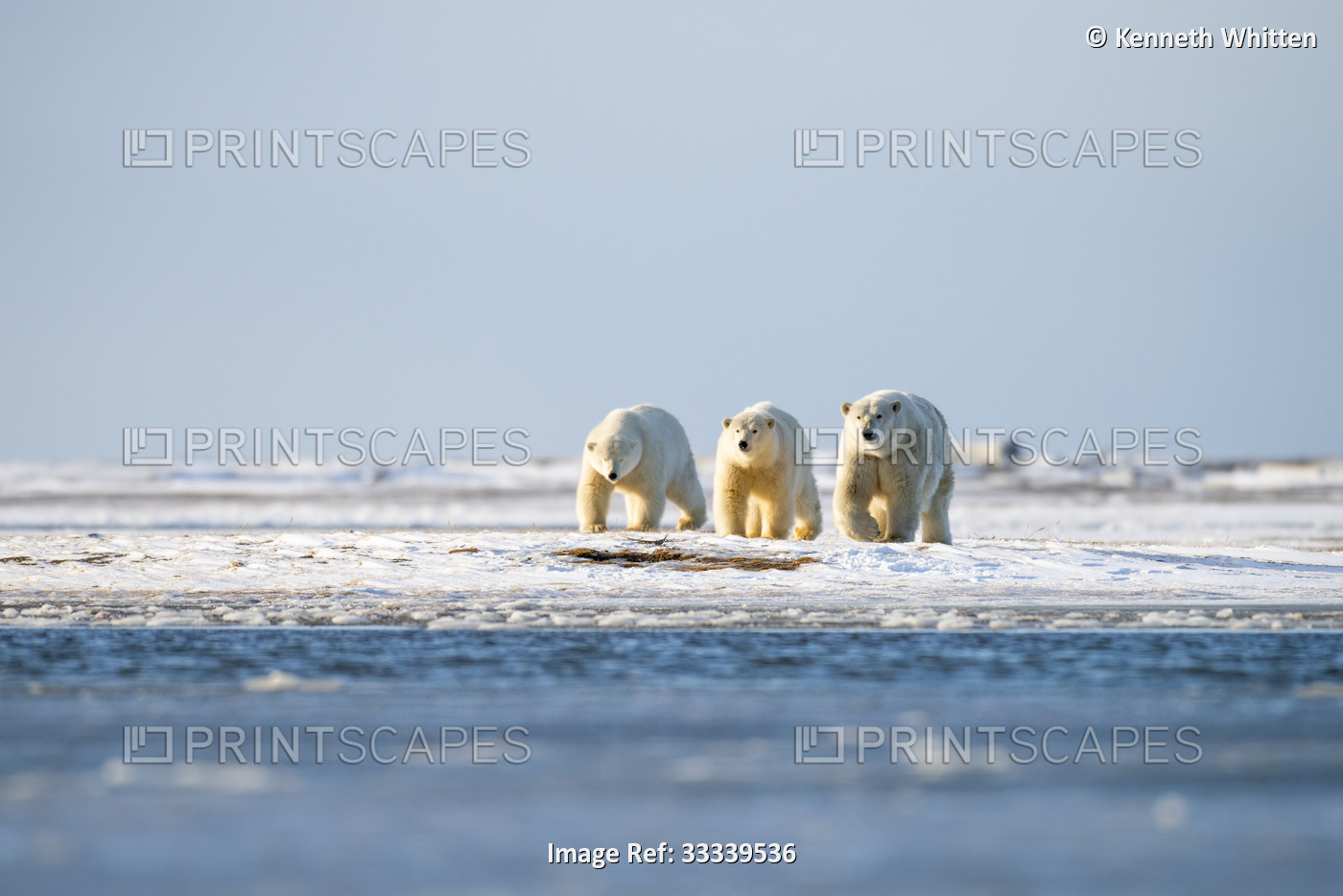 Female Polar Bear (Ursus maritimus) with two nearly grown cubs on the snowy ...