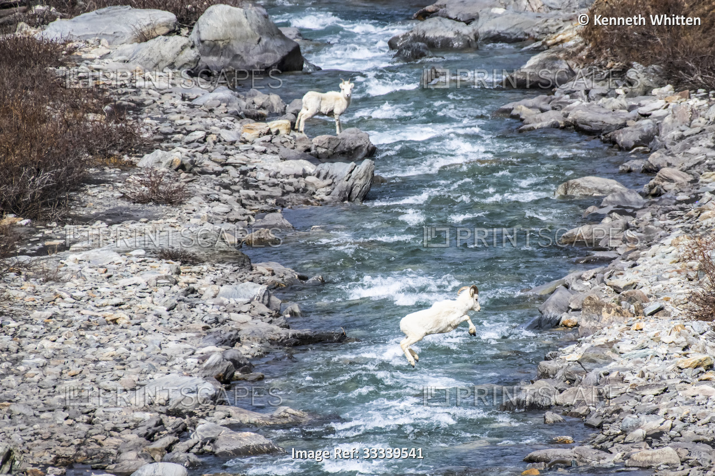 Young Dall Sheep ram (Ovis dalli) leaps across the Savage River while a ewe ...