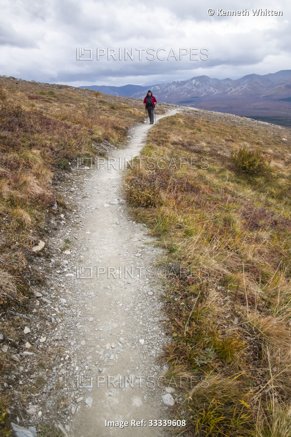 Male hiker on Savage Alpine Trail during early fall in Denali National Park and ...