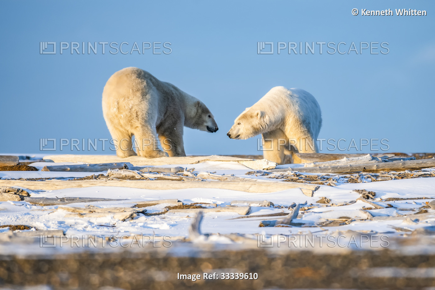 Two Polar Bears (Ursus maritimus) face off on the driftwood-lined coast of the ...