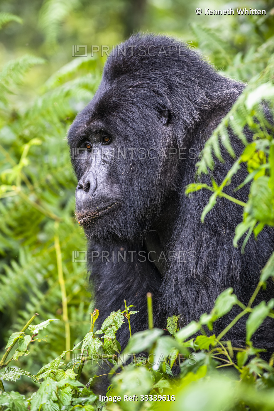Closeup portrait of the Silverback male Mountain Gorilla (Gorilla beringei ...