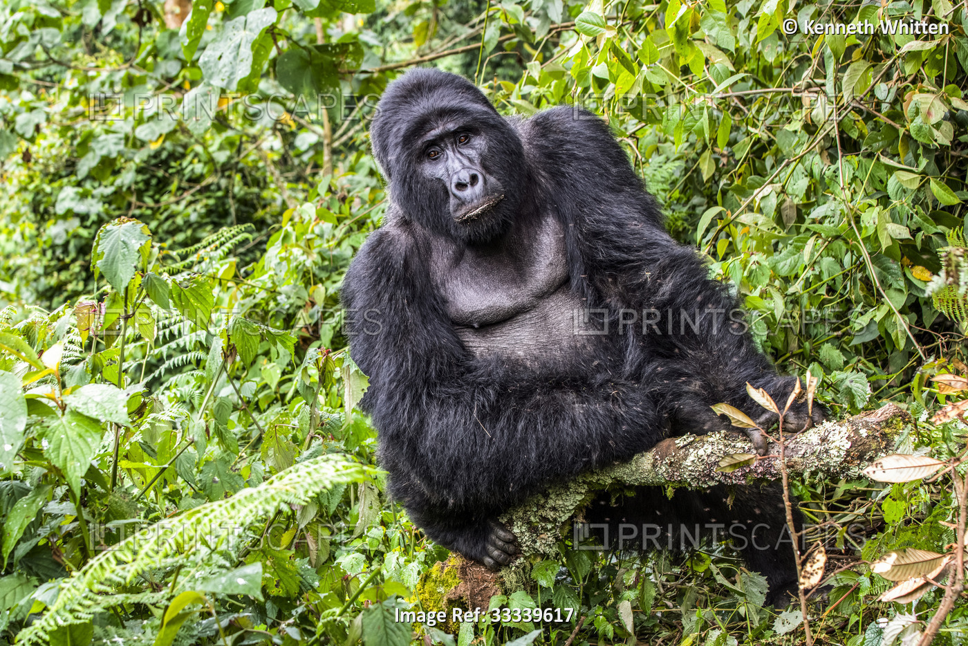 Silverback male Mountain Gorilla (Gorilla beringei beringei) named Kahungye in ...
